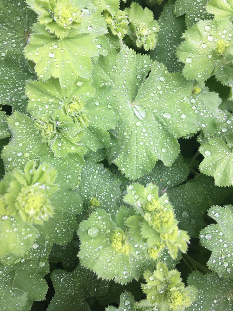 After the summer rain