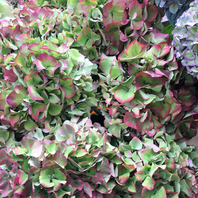 Visu Sillvan Autumn Colours