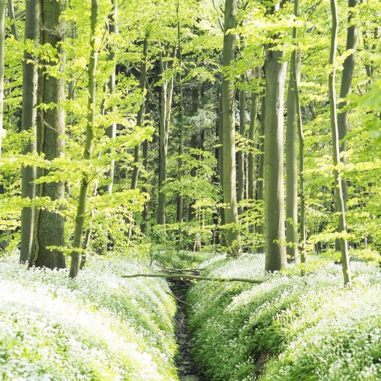 Riis skov blooming in May Aarhus Denmark