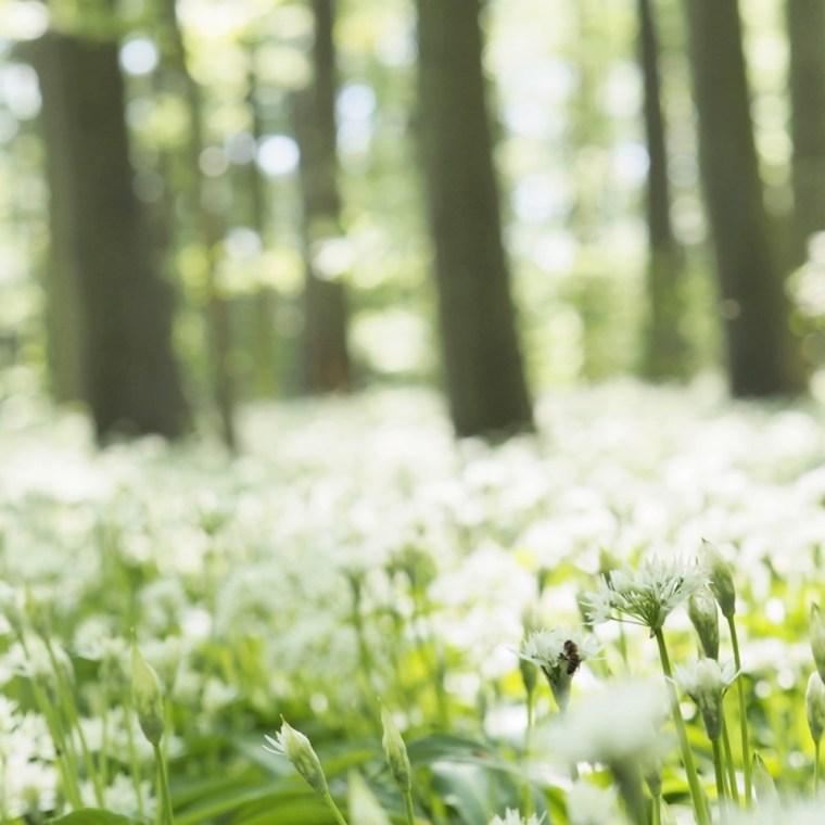 Riis Skov Ramsløg flowers